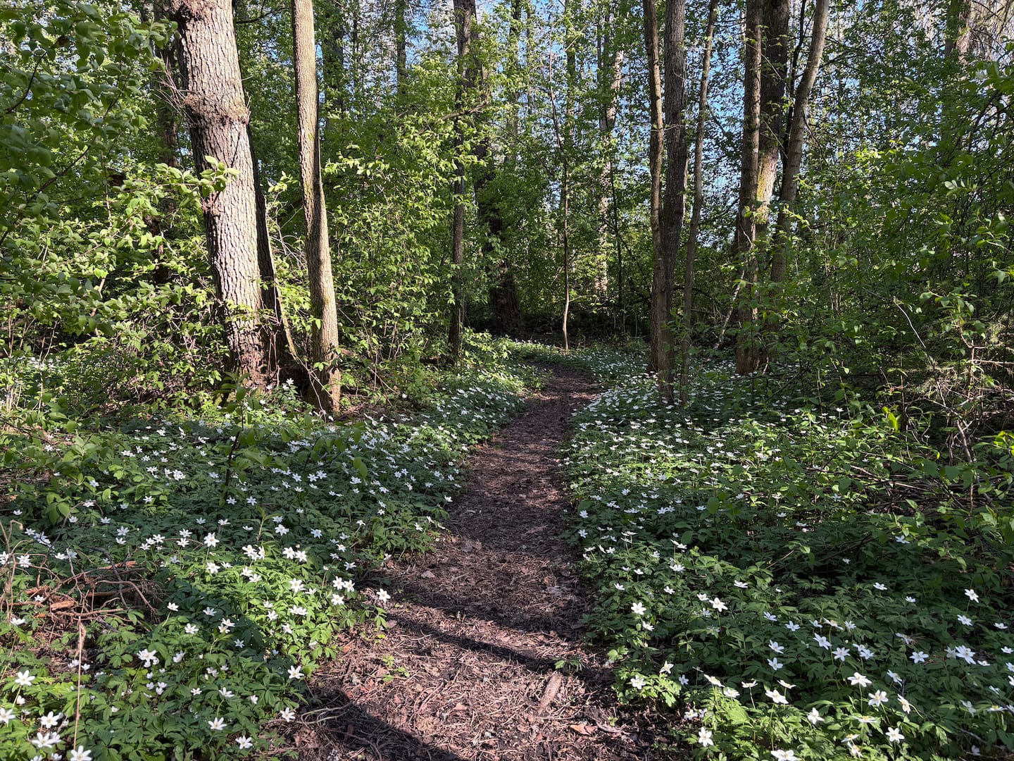Woodland trail with spring anemones