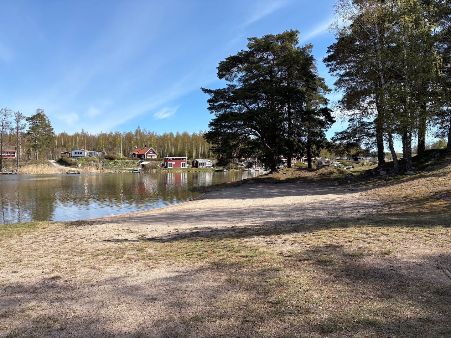 Beach and pine trees by the water