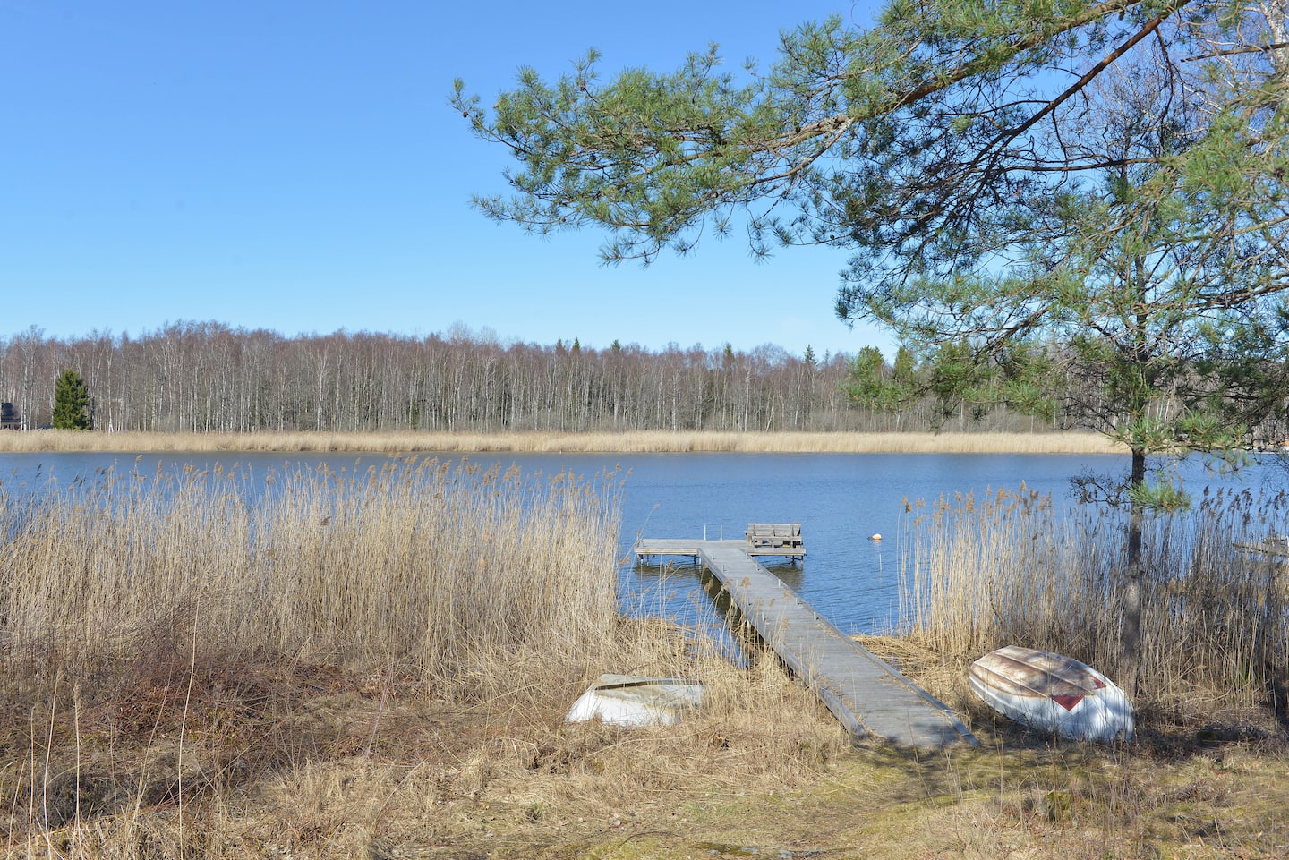The nearest jetty among the reeds