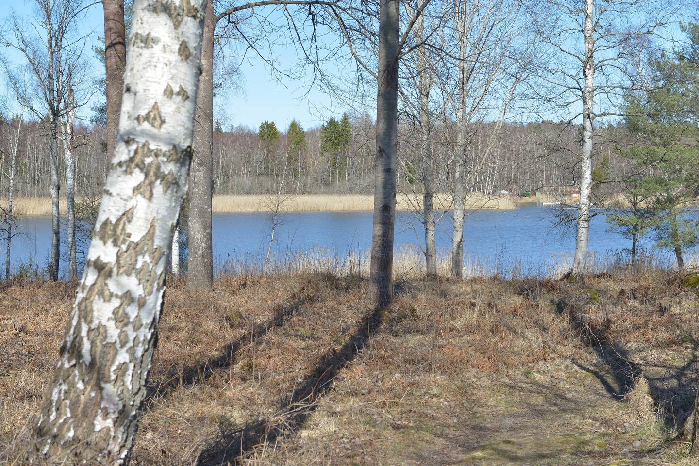 The water seen between birch trees